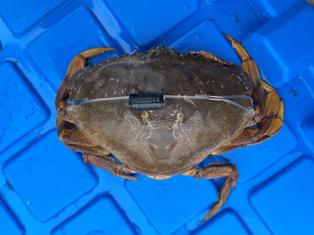 As part of this study, small acoustic transmitters or numbered tags are attached to the outer shells of Dungeness crabs. As crabs move towards bait stations placed on the ocean floor, acoustic receivers and underwater video will record their movements. The photo above shows an acoustic transmitter attached to a crab.